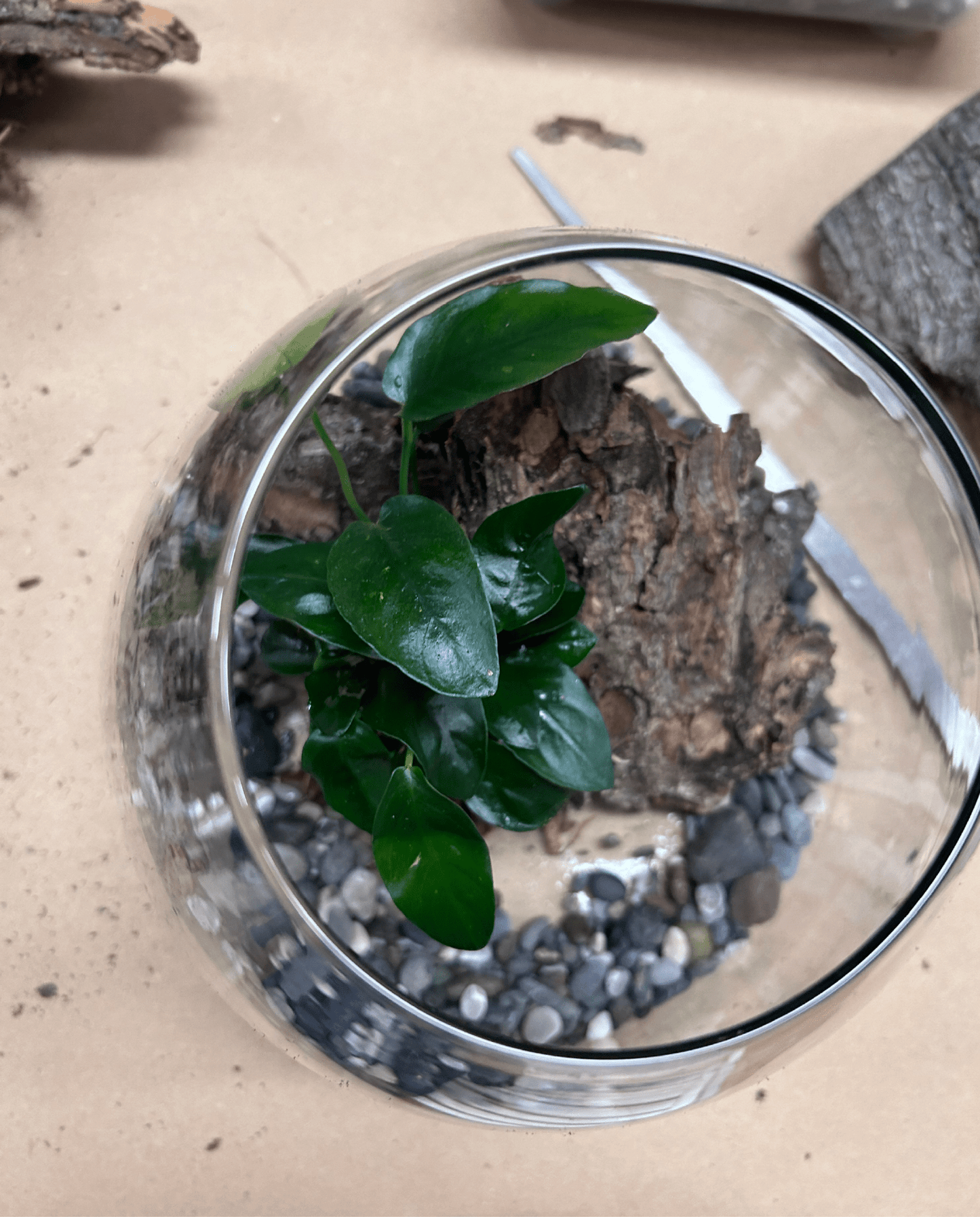 Workshop - Terrarium - ErnestoShop Concept Store