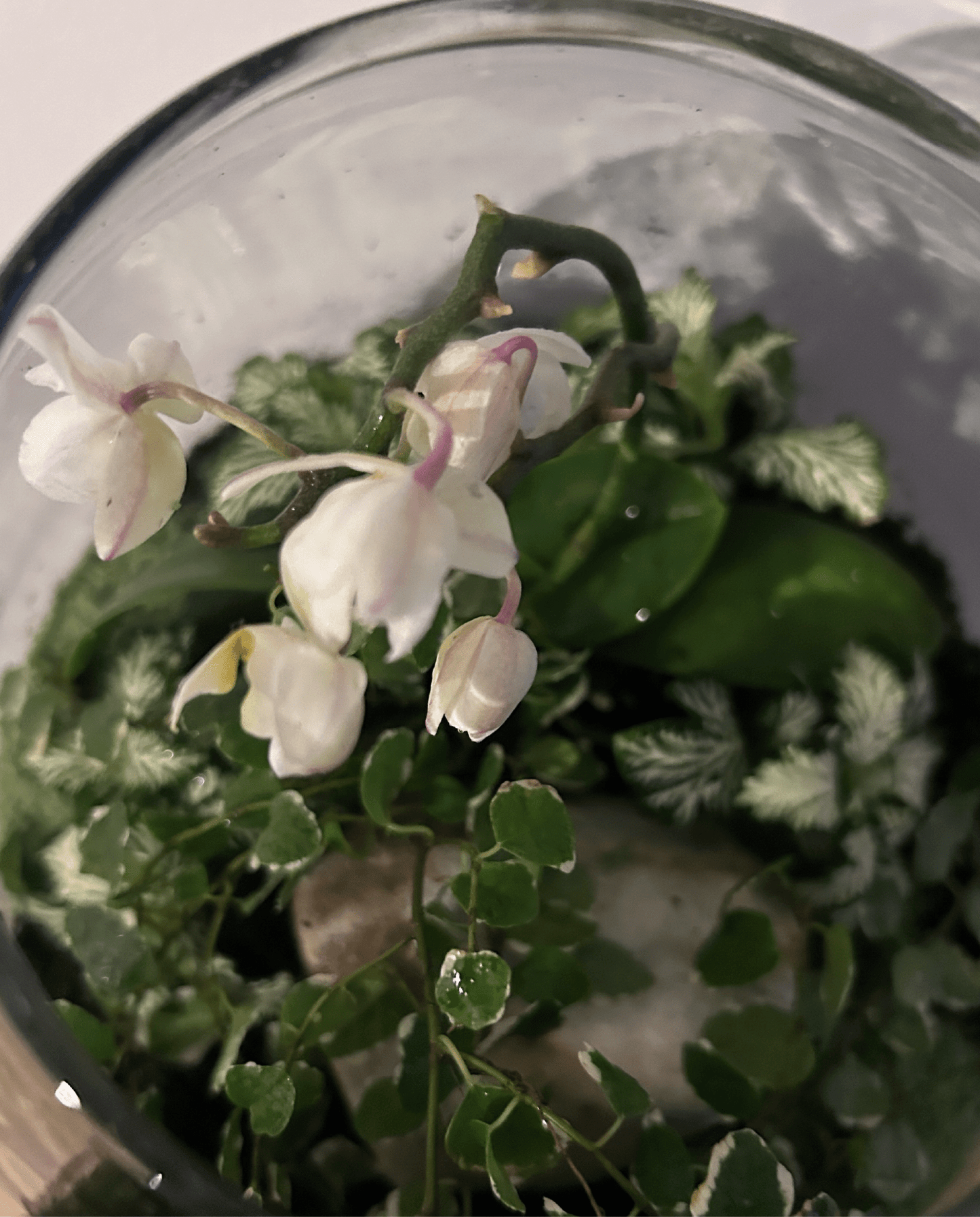 Workshop - Terrarium - ErnestoShop Concept Store