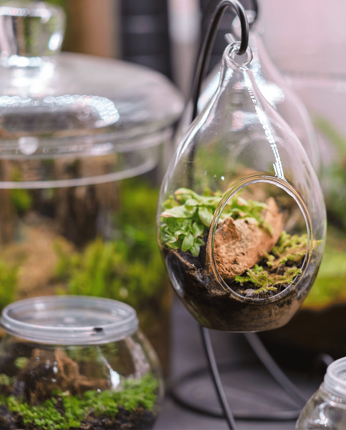Workshop - Terrarium - ErnestoShop Concept Store