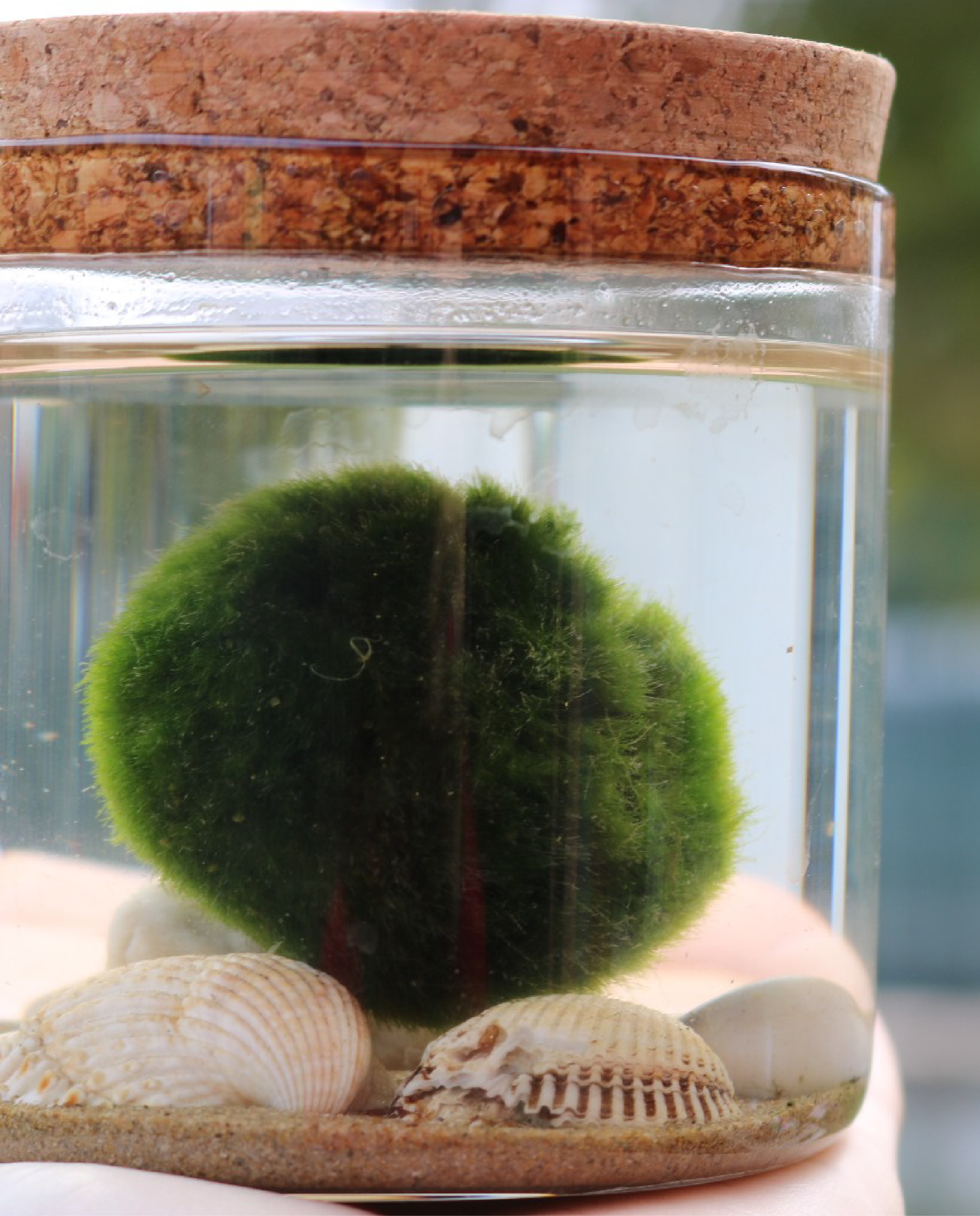 Workshop - Alga Marimo