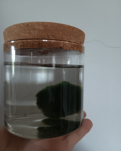 Workshop - Alga Marimo