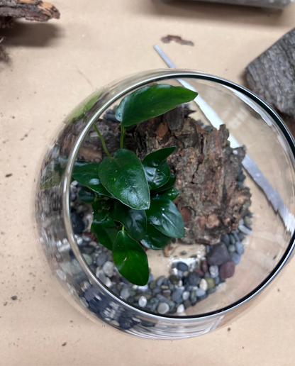 Workshop - Terrarium