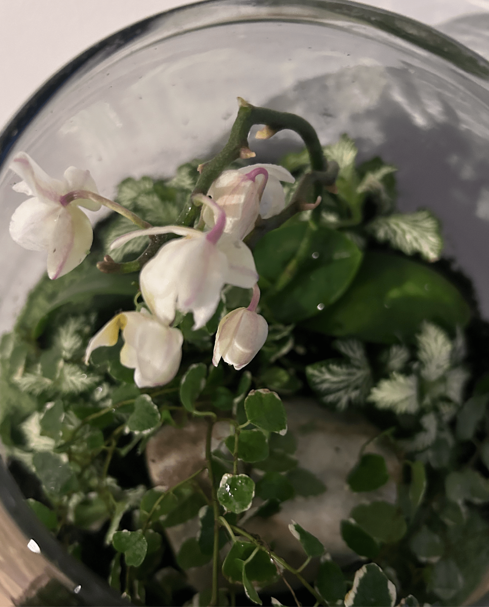 Workshop - Terrarium - ErnestoShop Concept Store