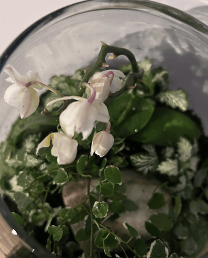 Workshop - Terrarium - ErnestoShop Concept Store