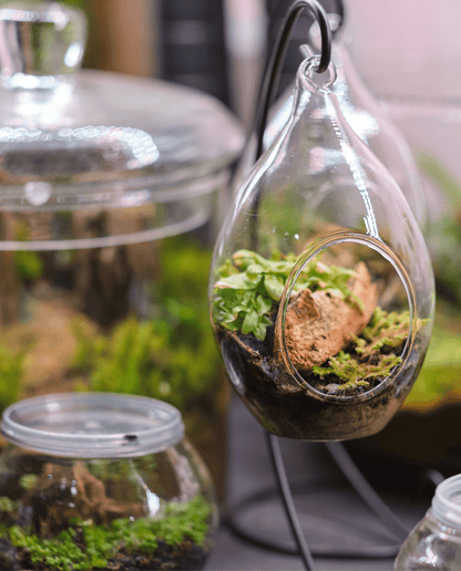 Workshop - Terrarium - ErnestoShop Concept Store